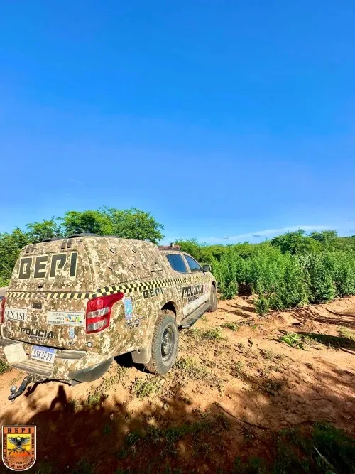 Polícia desarticula plantação de maconha em Dom Inocêncio
