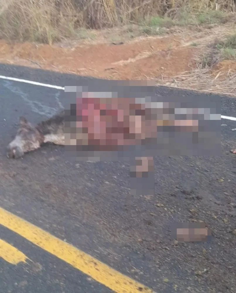 Em Barra D´Alcântara Animal Provoca Acidente Mais Condutor Sai Ileso na PI-120 