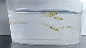 Um dos menores peixes do mundo emite um som tão alto quanto um tiro