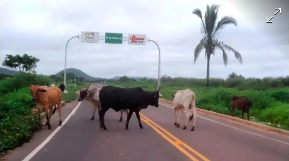 Foto / Reprodução 