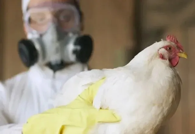 Gripe aviária é causada pelo vírus H5N1, um subtipo do vírus influenza A | Reprodução