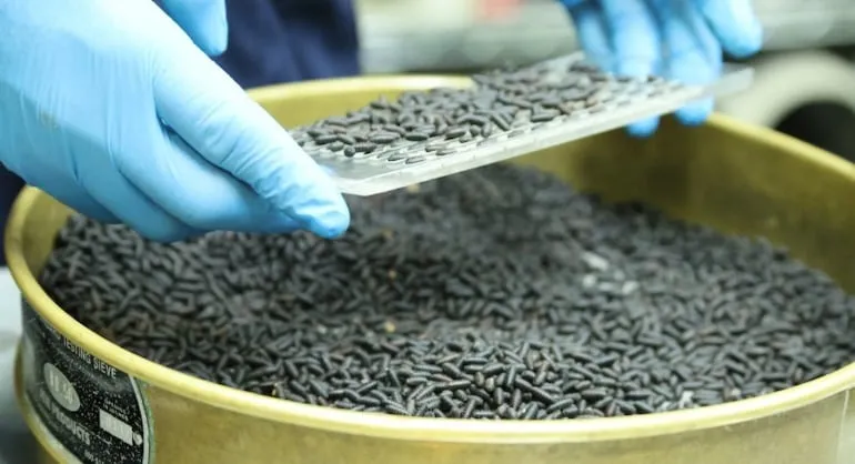Essas larvas infestam tecidos vivos, provocando feridas abertas e aumentando o risco de infecções graves Reprodução/Ministério de Desarrollo Agropecuario