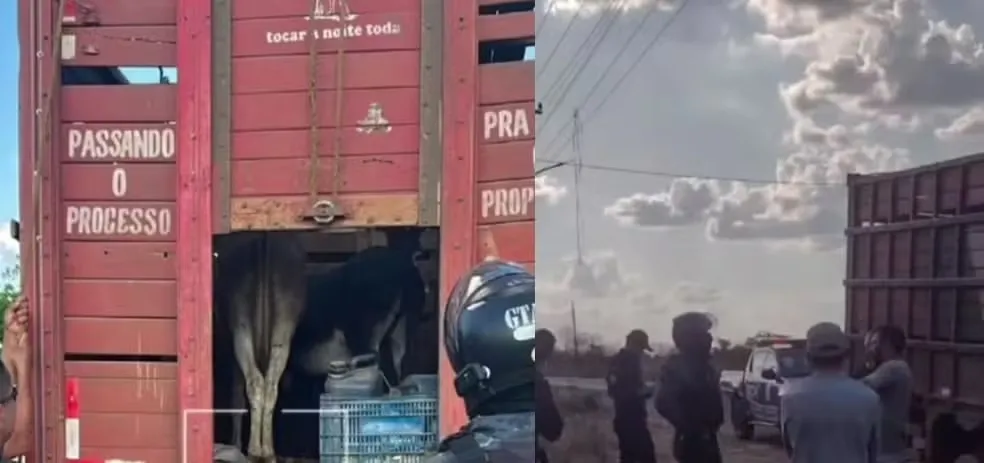 Foto / Reprodução