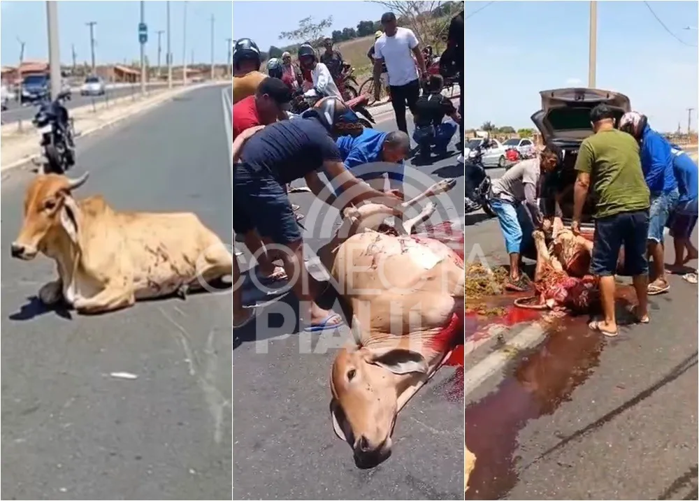 Pessoas que esquartejaram vaca após acidente fatal em Teresina serão investigadas