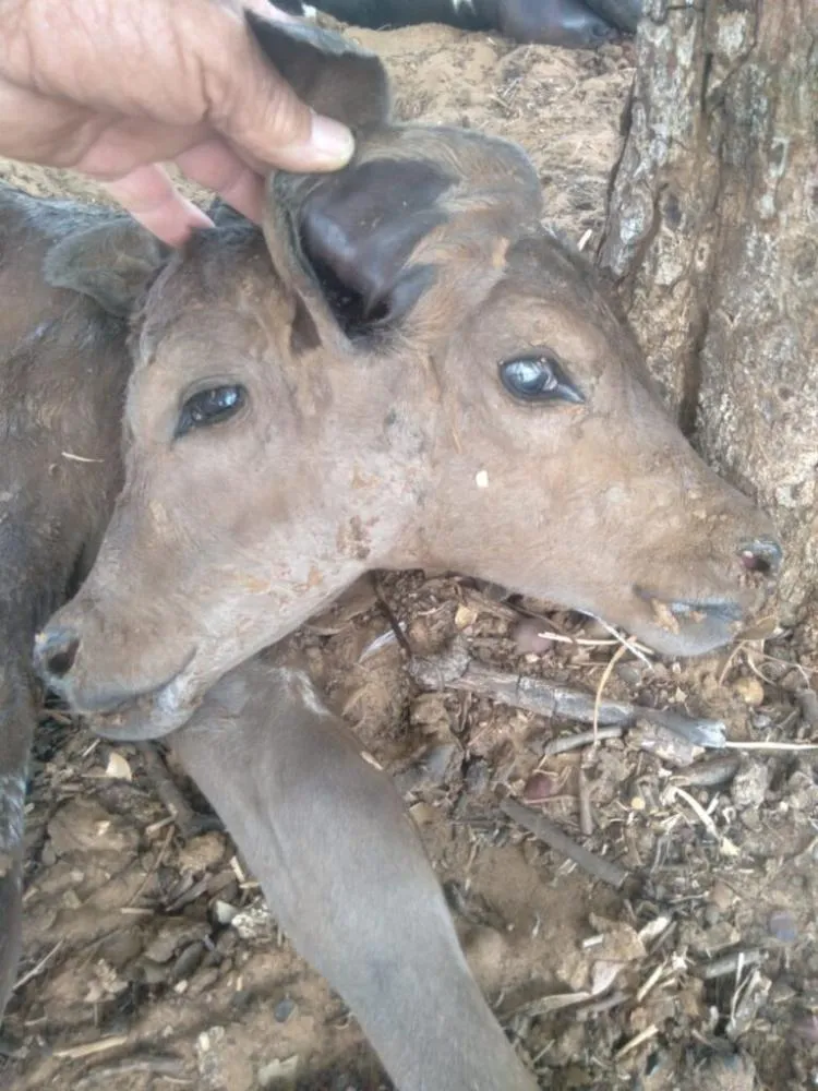 Bezerra nasce com duas cabeças no povoado Mestiço, em Pimenteiras; caso raro surpreende produtor