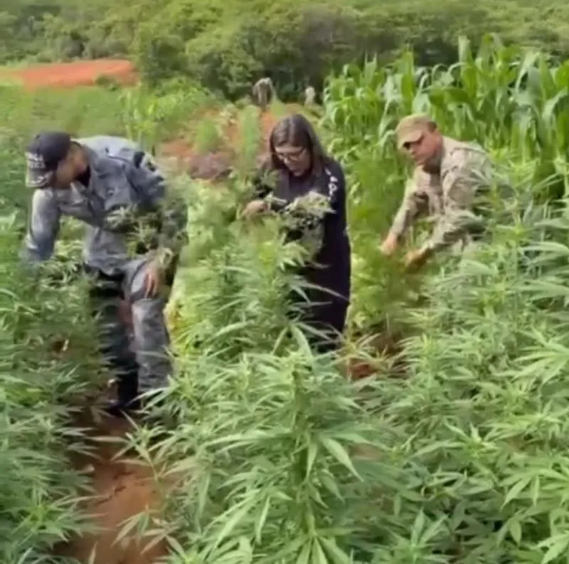 Polícia localiza plantação com cerca de 115 mil pés de maconha na zona rural do município de Vera Mendes / Foto: Reprodução