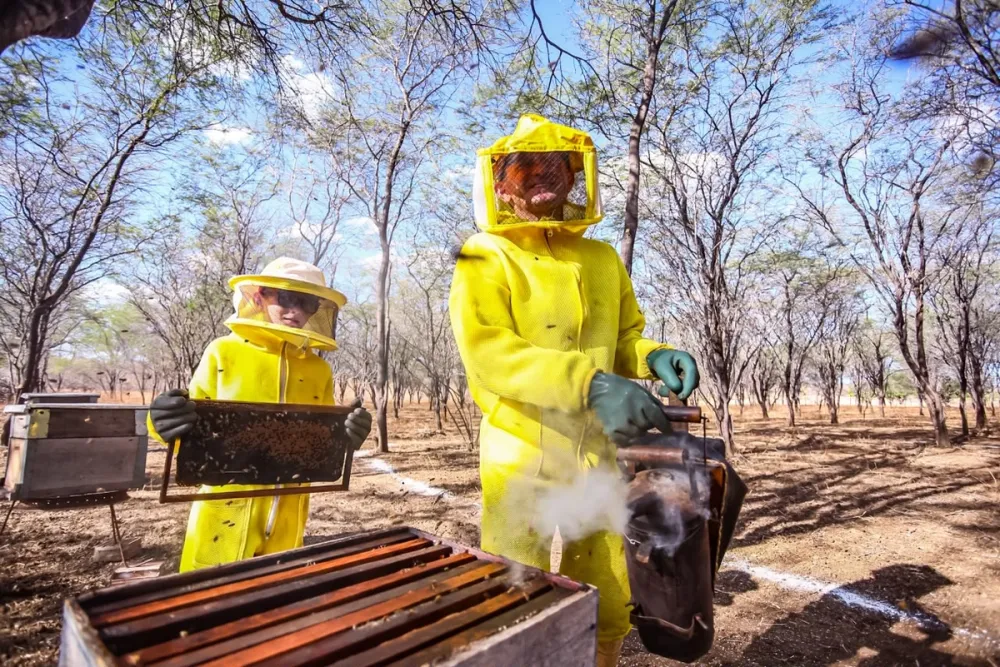 Piauí tem apicultura em 65% dos municípios e produz 8,5 mil toneladas de mel Foto: Reprodução