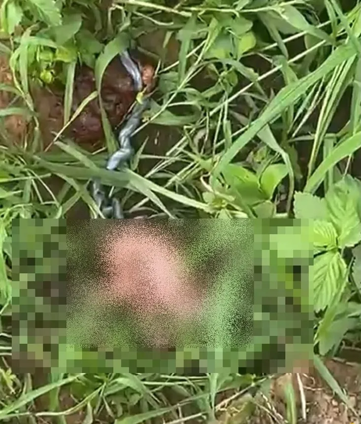 Bebê é encontrada abandonada dentro de matagal na Mirolândia